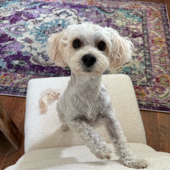 Meet your Posher, Tobbe - Picture 1 of 1